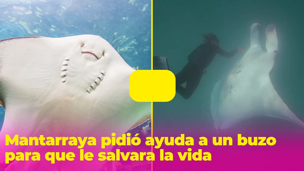 Una mantarraya le pidió ayuda a un buzo para que le salvara la vida: ¿lo habrá conseguido?
